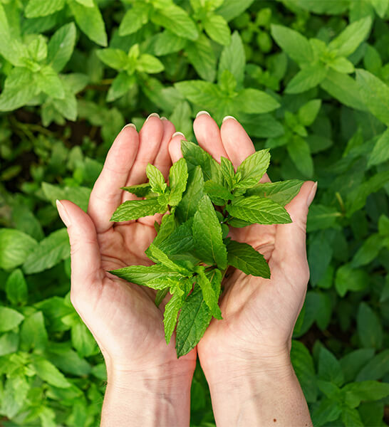 การรักษาโรคจากสาเหตุที่แท้จริง